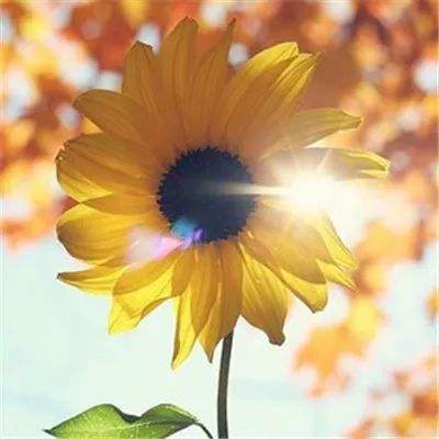 ob体育最新官网app下载